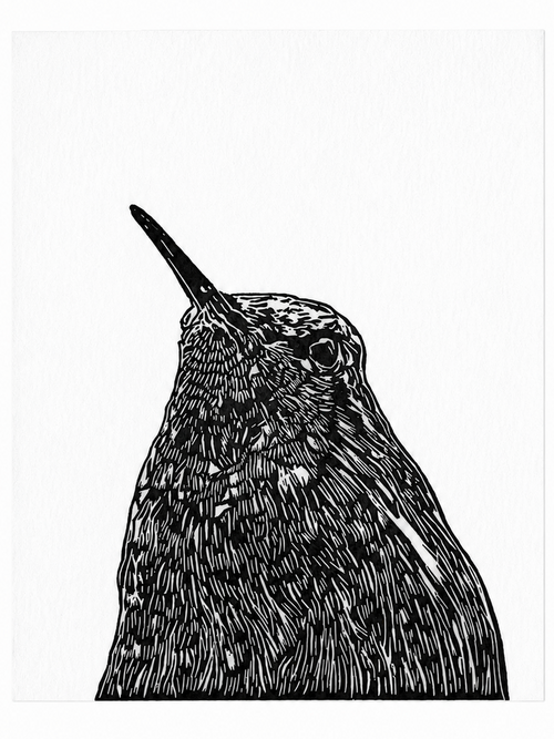 Hummingbird